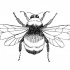 Super black-and-white bee tattoo design