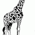 Super black-and-white giraffe waiting for something tattoo design