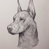Super black-dashed doberman dog tattoo design