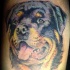 bellissimo colorato testa rottweiler tatuaggio