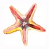 Super red-and-yellow watercolo starfish with turquoise center tattoo design