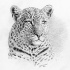 Superb grey-and-white jaguar portrait tattoo design