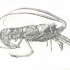 Superb grey-ink lobster water animal tattoo design