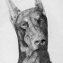 Surprised dotwork doberman portrait tattoo design
