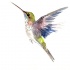 Sweet colorful hummingbird rising to the sky tattoo design