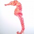 Sweet coral seahorse with yellow veins tattoo design