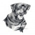Sweet grey-pencil drawn rottweiler portrait tattoo design
