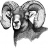 Sweet realistic ram portrait tattoo design