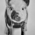 Tender black-and-white standing pig baby tattoo design