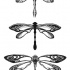 Three awesome black-and-white dragonflies tattoo design