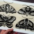 Traditional black-ink moth tattoo design collection