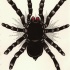 Traditional black fluffy tarantula spider tattoo design