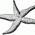 Uncolored rich spotted starfish tattoo design