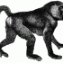 Unique black-ink walking baboon tattoo design