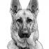 Unique grey-ink german shepherd in collar tattoo design