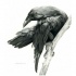 Waiting raven on thick tree branch tattoo design