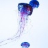 Weightless blue jellyfish trio tattoo design