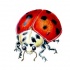 White-headed ladybug with red testa tattoo design