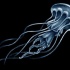 White-ink jellyfish diving somewhere tattoo design
