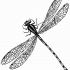 Wonderful black-line dragonfly tattoo design