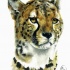 Wonderful colored cheetah portrait tattoo design
