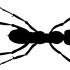 Wonderful long full-black ant tattoo design