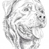 Wonderful outline rottweiler portrait tattoo design