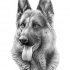 Wonderful realistic grey-ink german shepherd portrait tattoo design