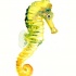 Wonderful yellow seahorse with green shadow tattoo design
