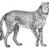 Worried grey-ink static cheetah tattoo design