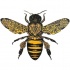 Yellow-and-black bee with floral ornament tattoo design