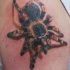 Coloured tarantula spider tattoo