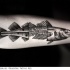 Tatuaje en el antebrazo, pez con su esqueleto en el centro