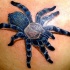 Great blue tarantula tattoo