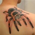 Great colorful tarantula on back