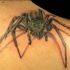 Great realistic spider tattoo on shoulder blade