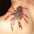 Tatuaje en el hombro, araña venenosa aterradora