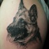 particolare inchiostro nero pastore tedesco tatuaggio disegno