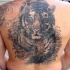 Large black ink tiger tattoo on the back
