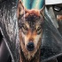 Tatuaje en el antebrazo, lobo atento impresionante muy realista
