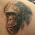 Tatuaje en el hombro,
chimpancé  viejo sabio