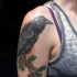 Tatuaje en el hombro, cuervo realista sentado en la rama de abeto