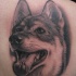 Tatuaje en el hombro, pastor alemán bonito