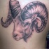 Tatuaje de cabeza de ovis grácil