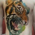 Realism style colorful chest and belly tattoo of roaring tiger