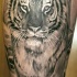 esecuzione di tigre tatuaggio sulla gamba