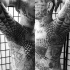 Spectacular black ink chest tattoo of spider web
