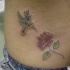 Tatuaggio colorato sulla schiena il colibrì e la rosa