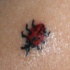 close up piccola coccinella tatuaggio