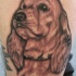 cane cocker spaniel tatuaggio
